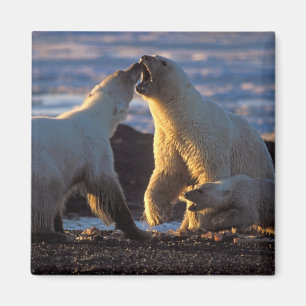 Aimant Ours polaires femelles avec ourson sur le côté, 10