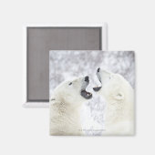 Aimant Ours polaires jouant dans la neige (Recto/Verso)
