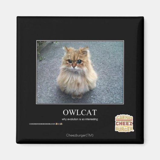 Aimant Owlcat (Devant)
