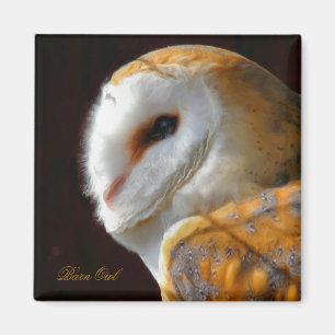 AIMANT OWLS