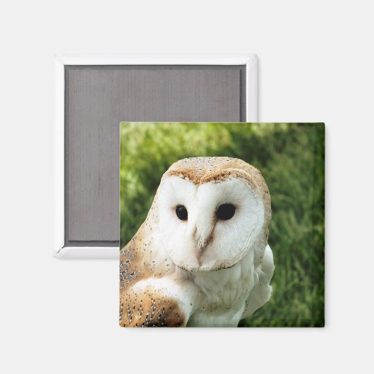 AIMANT OWLS (Recto/Verso)