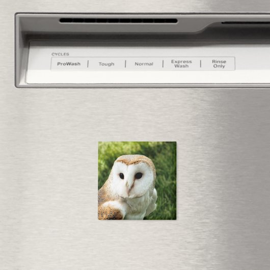 AIMANT OWLS (In Situ (Lave-vaisselle))