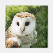 AIMANT OWLS (Devant)