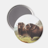 Aimant Ox musqué (Ovibos moschatus) (Recto/Verso)