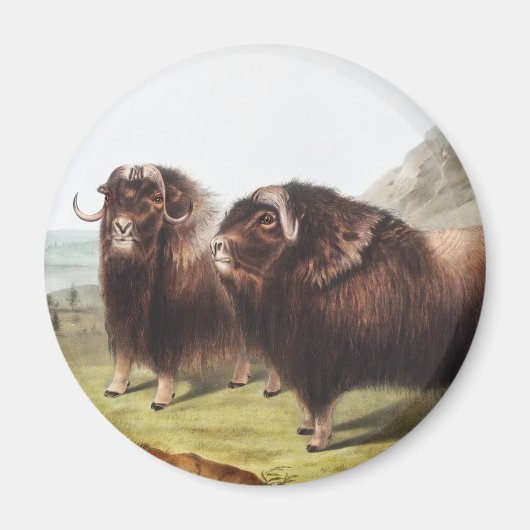 Aimant Ox musqué (Ovibos moschatus) (Devant)
