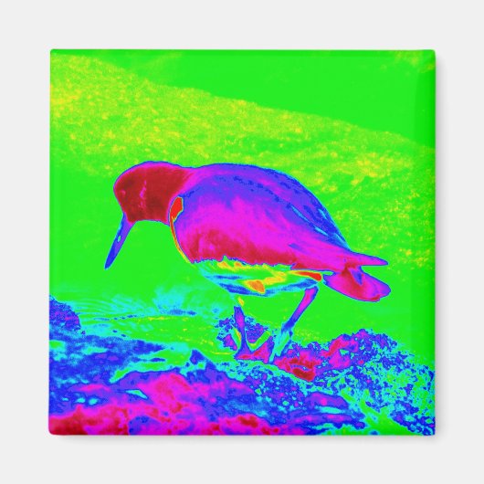Aimant Oyster Catcher (Devant)