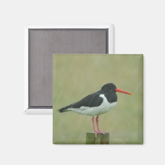 Aimant Oystercatcher (Recto/Verso)