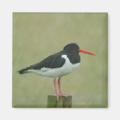 Aimant Oystercatcher (Devant)