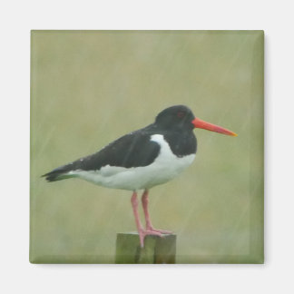 Aimant Oystercatcher