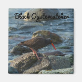 Aimant Oystercatcher noir (Devant)