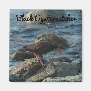 Aimant Oystercatcher noir