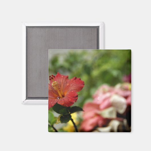 Aimant Pacifique Sud, Polynésie française, Société 2 (Recto/Verso)