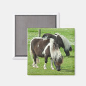 Aimant Paint Ponts Purebred Shetland (Recto/Verso)