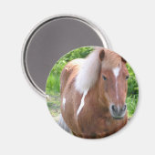 Aimant Paint Quarterhorse (Recto/Verso)