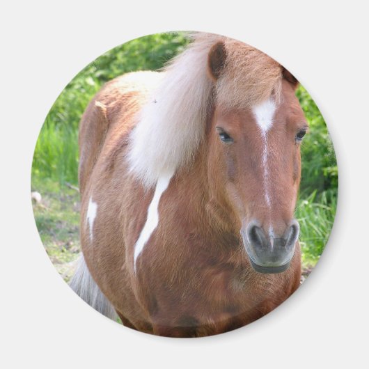 Aimant Paint Quarterhorse (Devant)