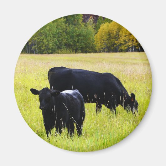 Aimant Paire Angus noir en champ (Devant)