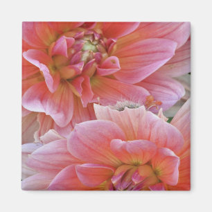 Aimant Paire de fleurs de Dahlia, Dahlia spp. ,