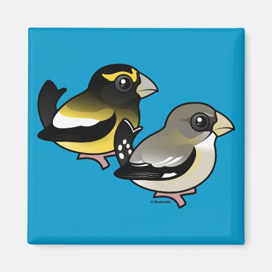 Aimant Paire Grosbeak du soir (Devant)