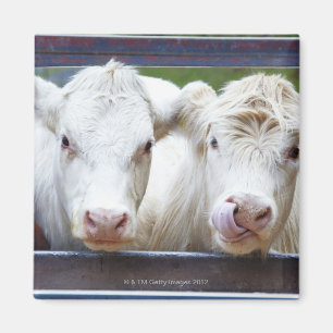 Aimant Paires de jeunes vaches blanches au trailor de