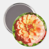 Aimant Pale orange Zinnia (Recto/Verso)