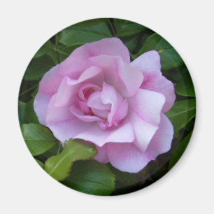 Aimant Pâlissez - l'aimant de rose de rose