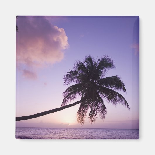 Aimant Palmier solitaire au coucher du soleil, plage de C (Devant)