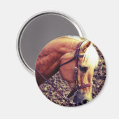 Aimant Palomino occidental (Recto/Verso)