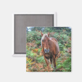 Aimant Palomino Rare New Forest Pony & Bracken - Angleter (Recto/Verso)