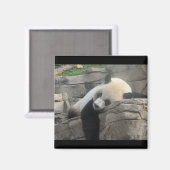 Aimant Panda (Recto/Verso)