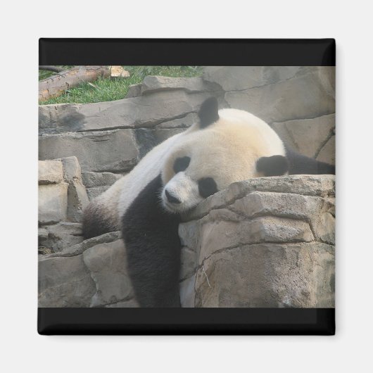 Aimant Panda (Devant)