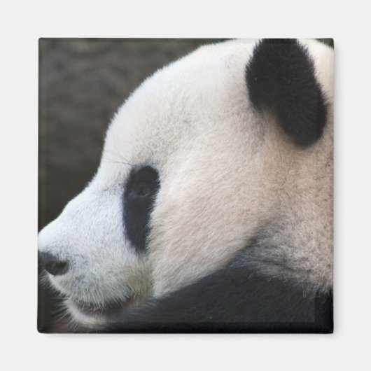 Aimant Panda (Devant)