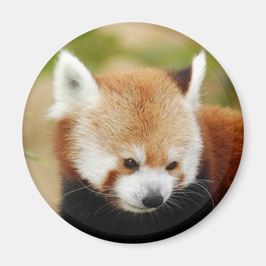 Aimant panda-030 (Devant)