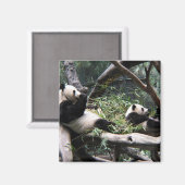 Aimant Panda au zoo de San Diego (Recto/Verso)
