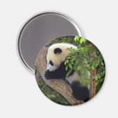 Aimant panda-bébé3-10x10 (Recto/Verso)