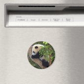 Aimant panda-bébé3-10x10 (In Situ (Lave-vaisselle))