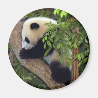 Aimant panda-bébé3-10x10
