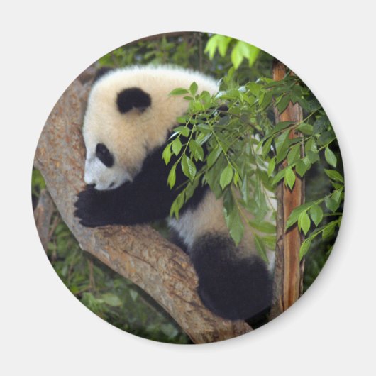 Aimant panda-bébé3-10x10 (Devant)