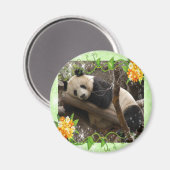 Aimant panda-bébé-00018-85x85 (Recto/Verso)