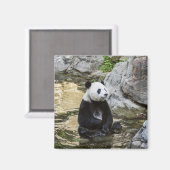 Aimant Panda géant (Recto/Verso)