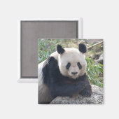 Aimant Panda Géant Amical (Recto/Verso)