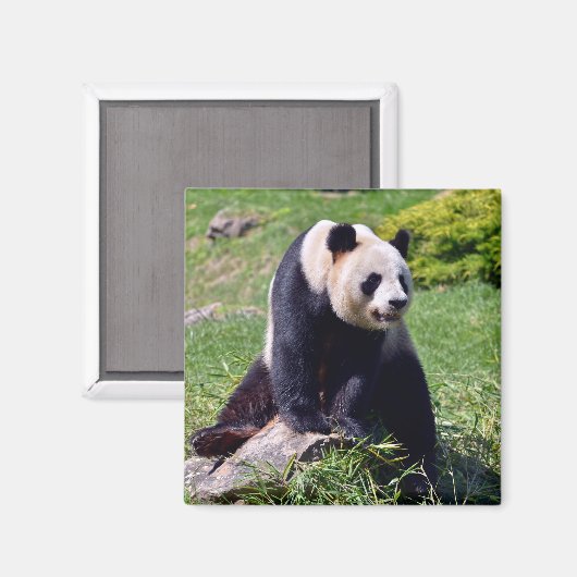 Aimant Panda géant assis sur une pierre (Recto/Verso)