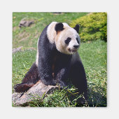 Aimant Panda géant assis sur une pierre (Devant)