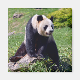 Aimant Panda géant assis sur une pierre