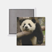 Aimant Panda géant bébé Ailuropoda melanoleuca) (Recto/Verso)