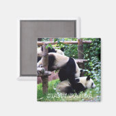 Aimant Panda géant, Chine (Aimant frigo) (Recto/Verso)