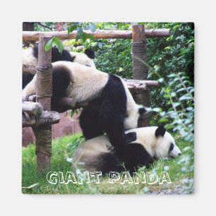 Aimant Panda géant, Chine (Fridge Magnet)