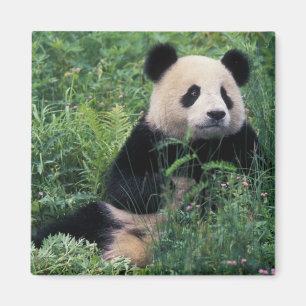 Aimant Panda géant dans l'herbe, vallée de Wolong, Sichua