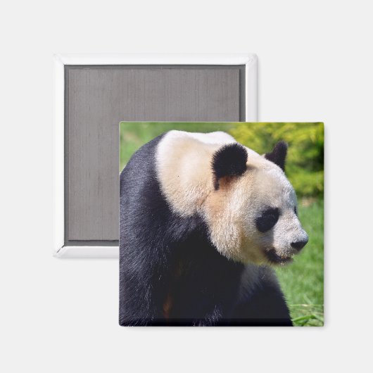 Aimant Panda géant de Closeup vu du profil (Recto/Verso)