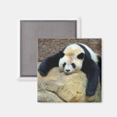 Aimant Panda géant endormi claqué sur un rocher (Recto/Verso)