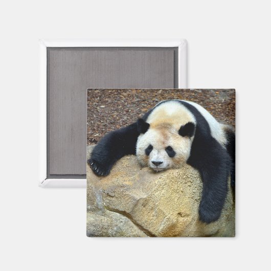 Aimant Panda géant endormi claqué sur un rocher (Recto/Verso)